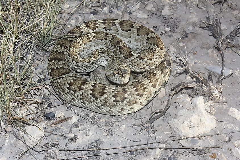 Mojave rattlesnake