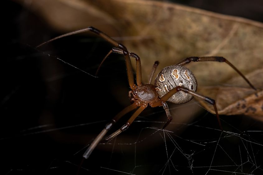 Brown widow (Latrodectus geometricus).