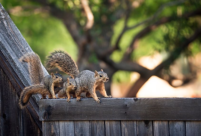 A female Eastern gray squirrel with her two young ones in the backyard of a home