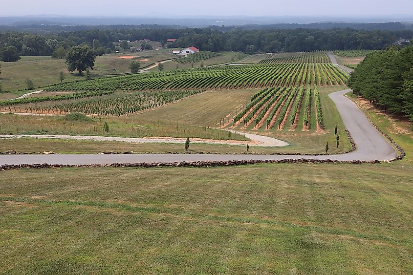 A landscape view down a road and vineyard in wine country of the Yadkin Valley, North Carolina, USA.