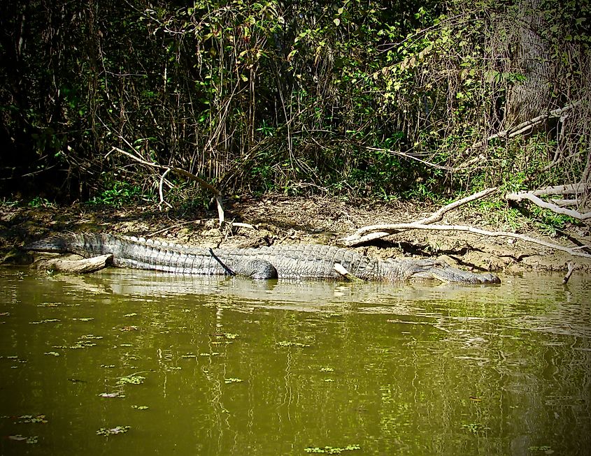 Alligator sunning on a bank of the Tombigbee River in Mississippi.