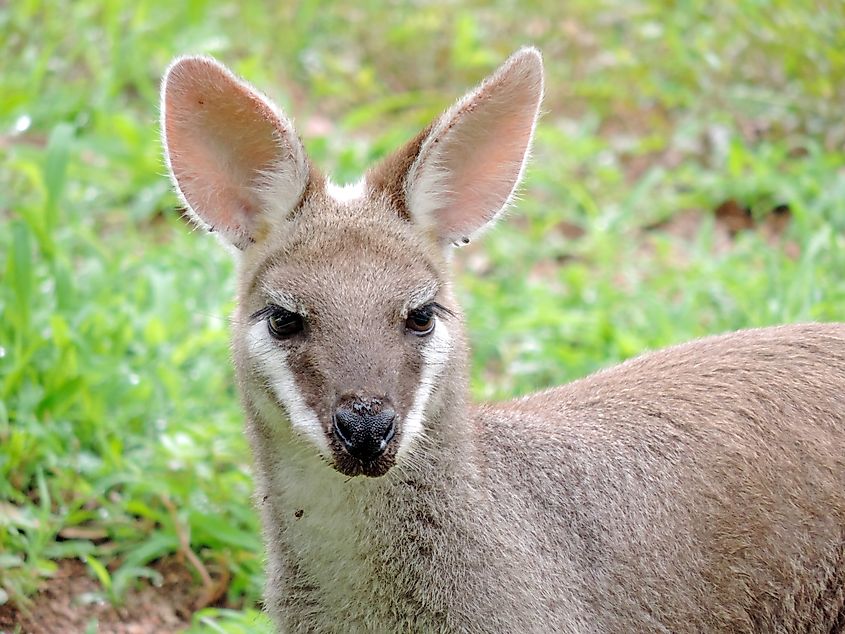 Antilopine kangaroo.