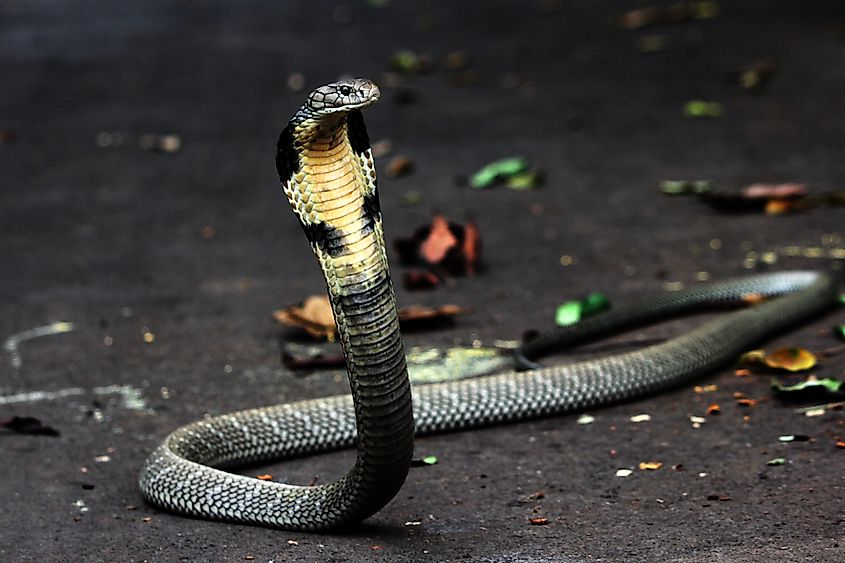 10 of the Fastest Snakes in the World - WorldAtlas