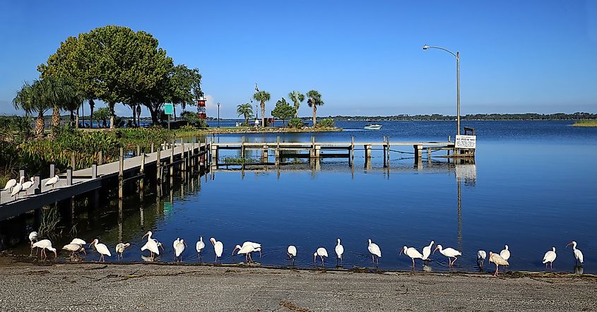 White ibis birds forage for food at Port of Mount Dora in Grantham Point Park in Mount Dora, Florida.