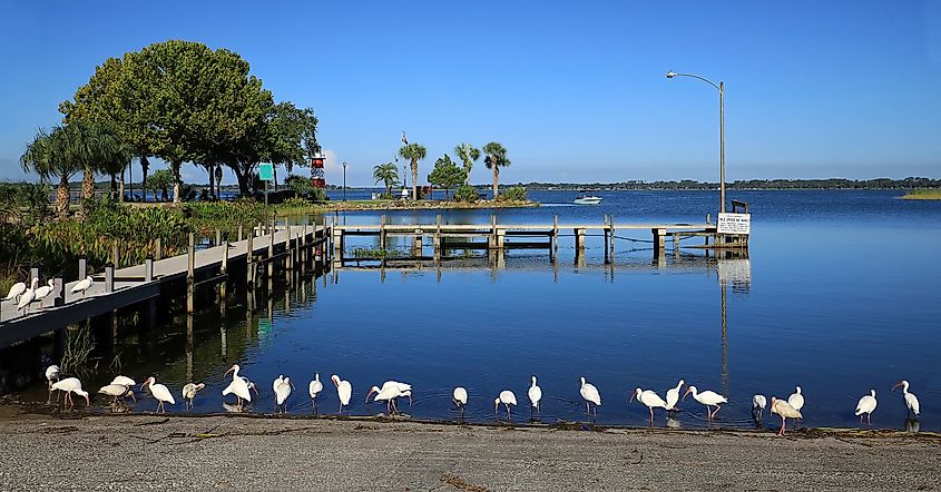 White ibis birds forage for food at the end of the day at Port of Mount Dora in Grantham Point Park in Mount Dora, Florida