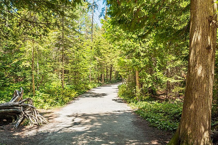 A well-blazed trail leads through a tranquil forest