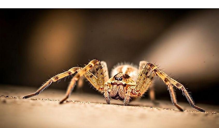 A close-up photo of a brown recluse spider in its natural habitat.