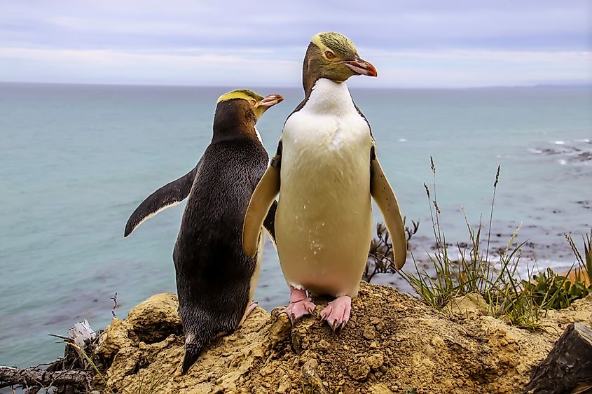 A yellow-eyed penguin pair in New Zealand.