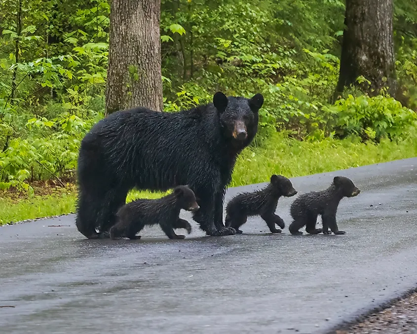 Wild black bear family crosses road in the Great Smoky Mountains habitat of North Carolina.