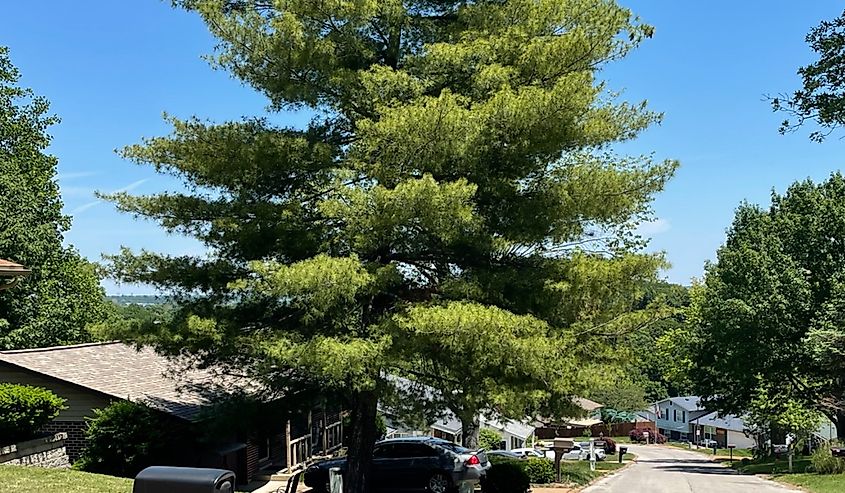 A street in Arnold, Missouri.