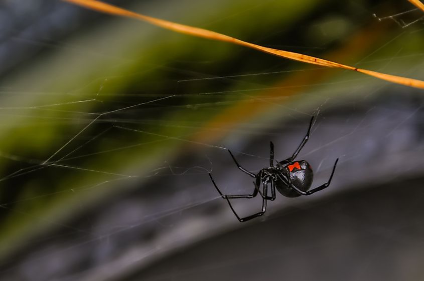 Black Widow spider upside down on its web.