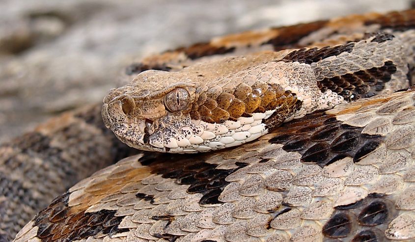 Timber Rattlesnake, Crotalus horridus