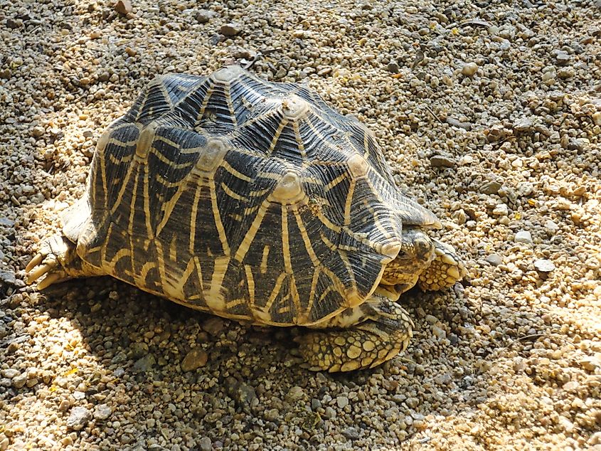 Geometric tortoise on the ground, showing its distinctive black-and-yellow patterned shell