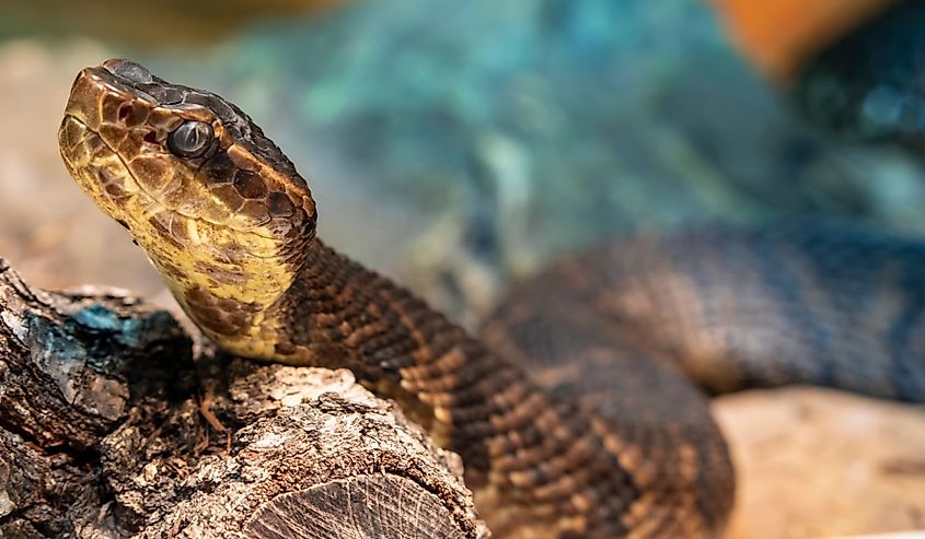 Northern cottonmouth (Agkistrodon piscivorus) is one of the world's few semiaquatic vipers and is native to the southeastern United States.