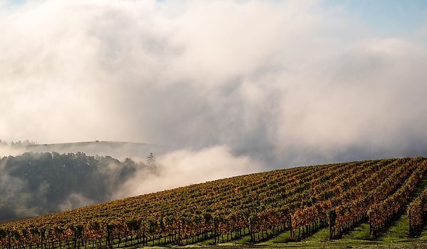 A view of an Oregon vineyard in fall, drifts of mist, low clouds, fall colors, and dark trees.