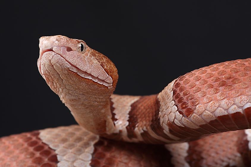 Close up shot of the eastern copperhead snake.