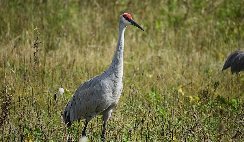 Sandhill Cranes on the Horicon Marsh