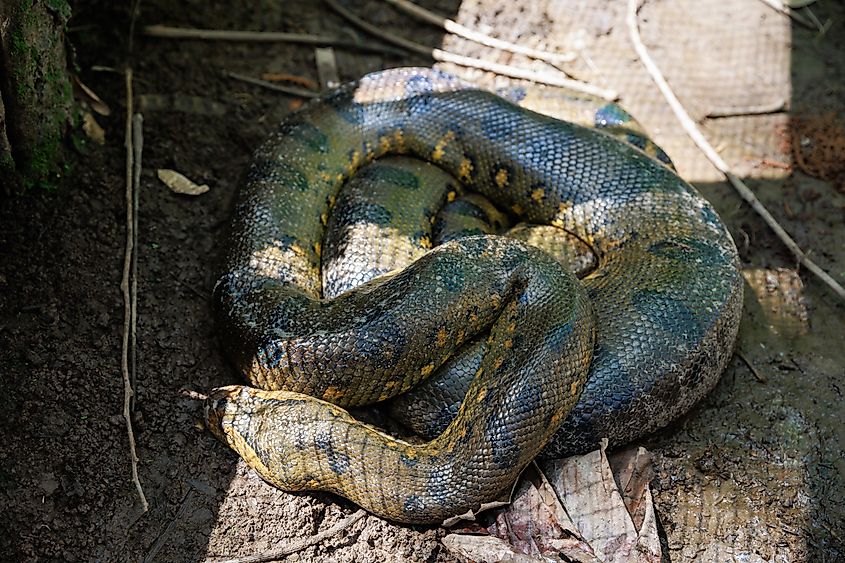 Coiled up green anaconda.