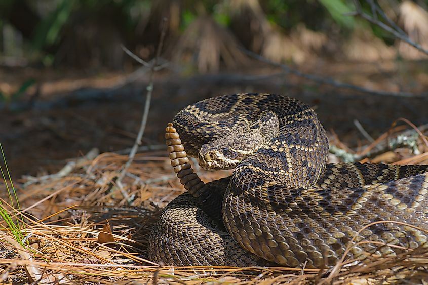 Large Eastern Diamondback rattlesnake - Crotalus Adamanteus.