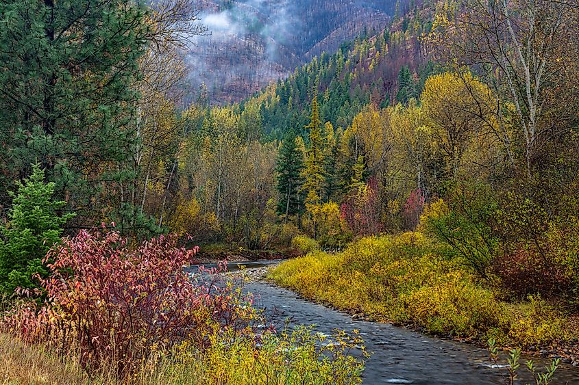 Fall foliage in Lolo National Forest, Montana.