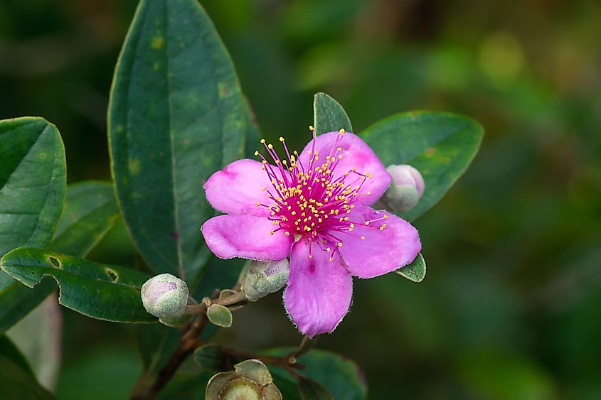 Close-up of a downy rose myrtle.