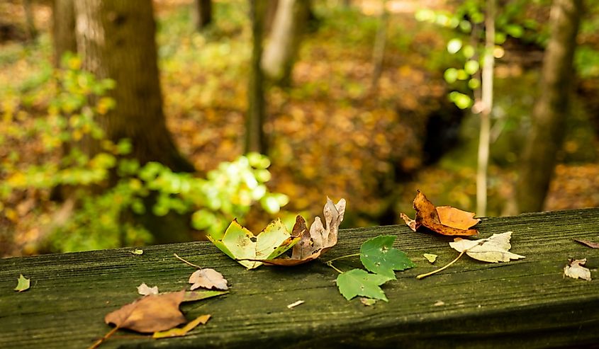 Colorful fall foliage, Tuckahoe State Park, Maryland