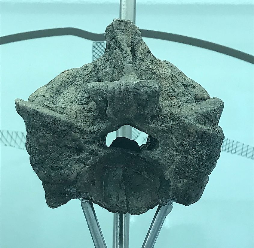 Fossilized Titanoboa Vertebrea at the José Royo & Gómez Geological Museum in Bogotá, Colombia.