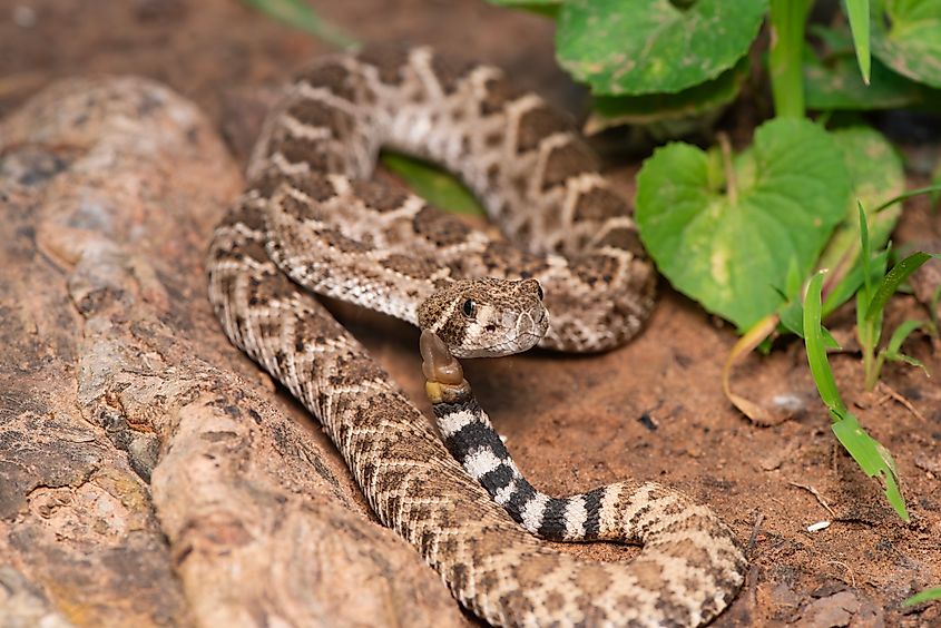 A juveline Western Diamondback rattlesnake.