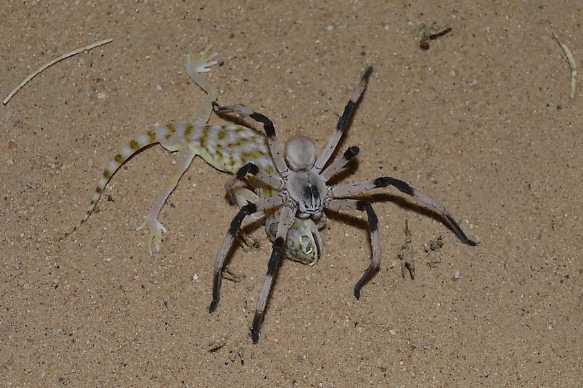 Cerbalus aravaensis: Biggest spider of the Middle East from Arava Valley preying on Stenodactylus doriae geckos.