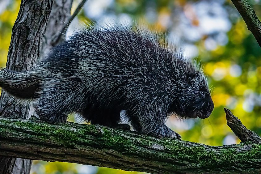 A North American porcupine.