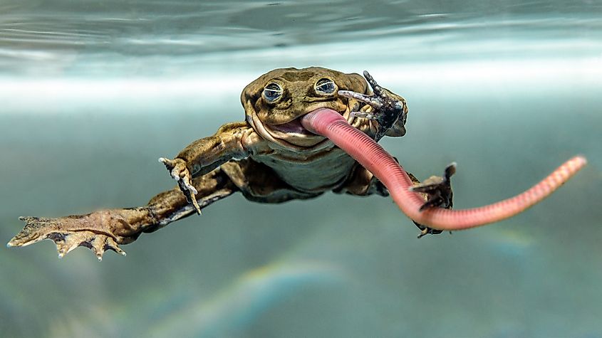 A Titicaca water frog eating a worm underwater.