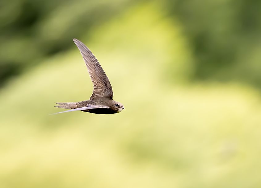 Common Swift