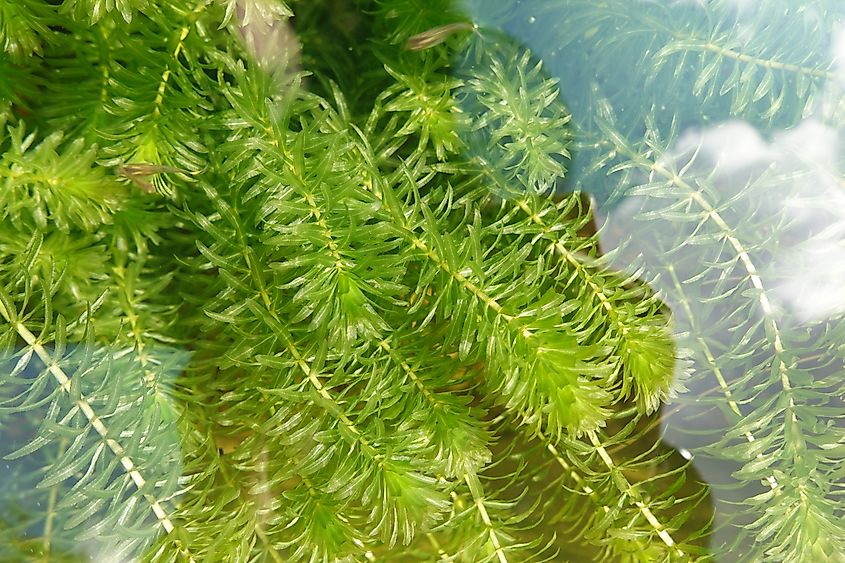 Hydrilla plant underwater.