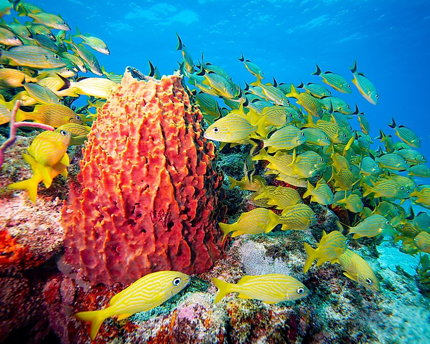 Molasses Reef in Key Largo, Florida features vibrant marine life including schools of grunts and colorful sponges.