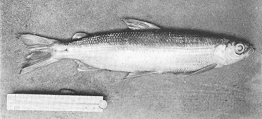 The Gwyniad fish in black and white.