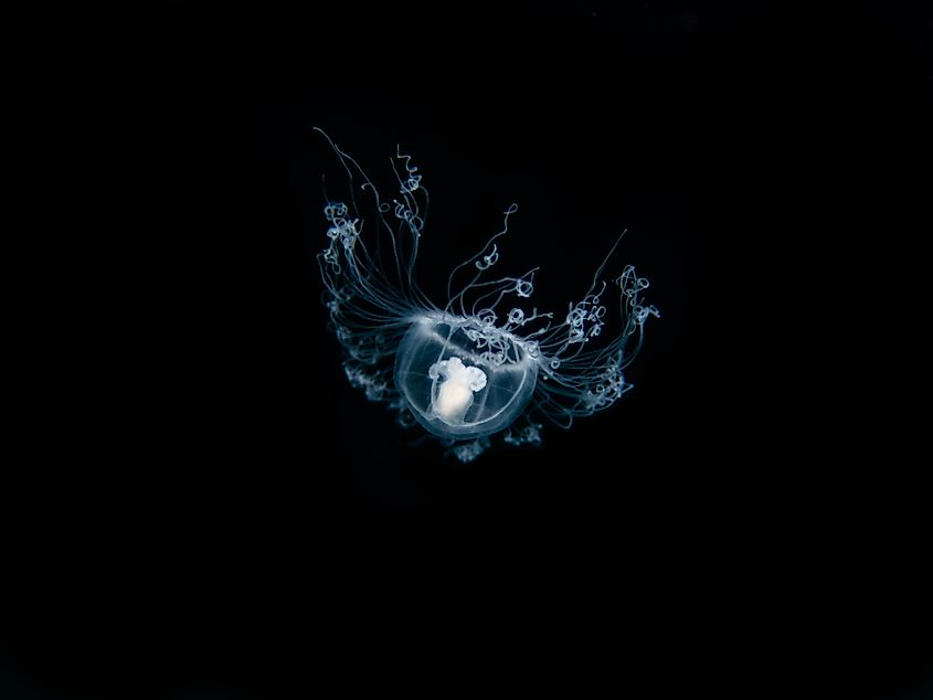 Turritopsis dohrnii, also known as the immortal jellyfish, is a species of small, biologically immortal jellyfish found worldwide in temperate to tropic waters.