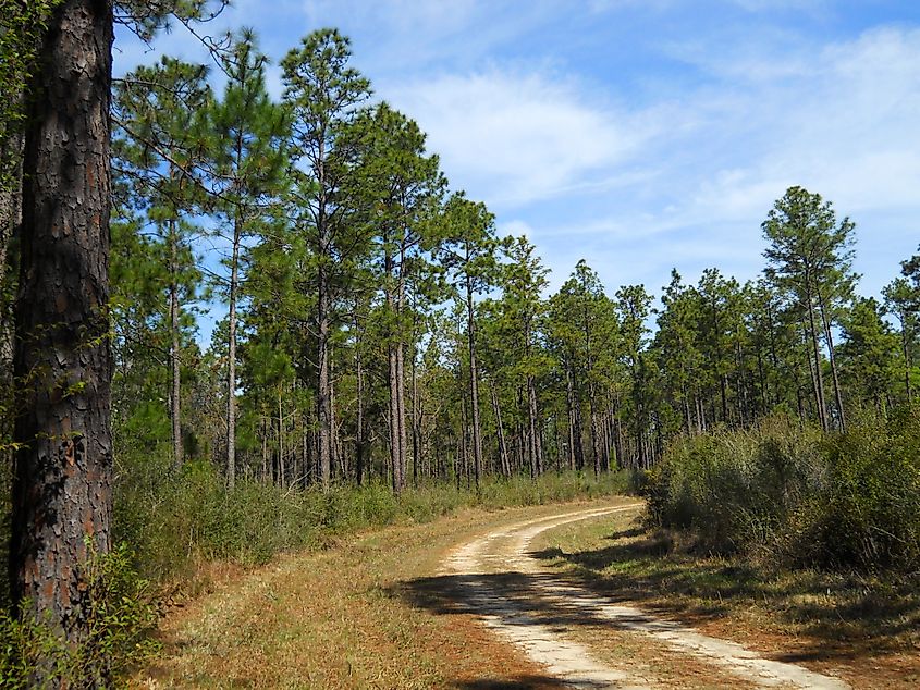 DeSoto National Forest