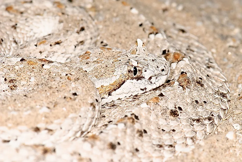 Colorado Desert sidewinder