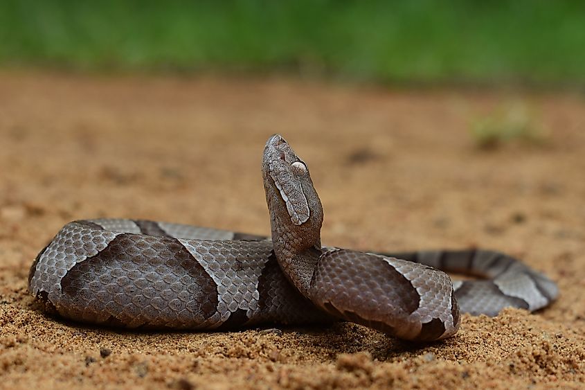 Adult Eastern Copperhead resting in the sand.