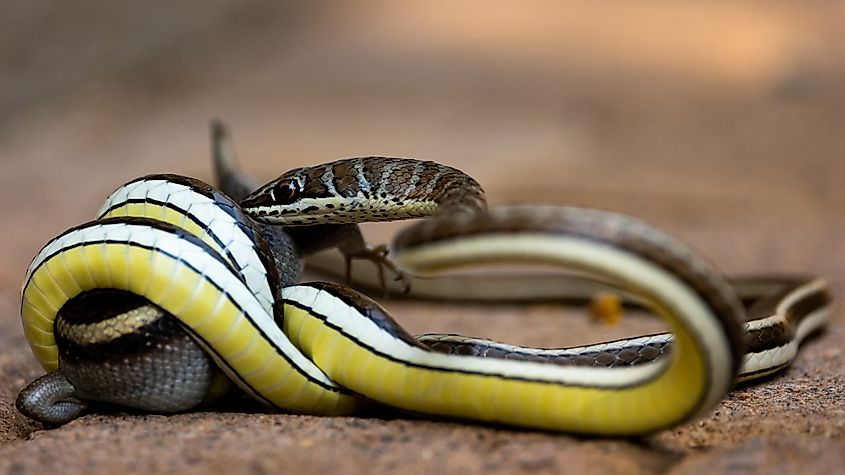Western yellow-bellied snake
