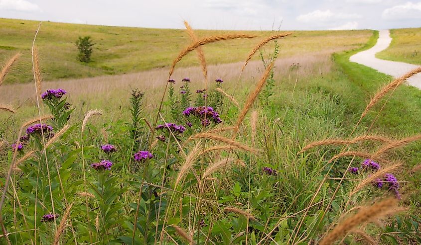 Landscape Flint Hills Kansas Tallgrass Prairie Preserve near Strong City Kansas great plains region of USA