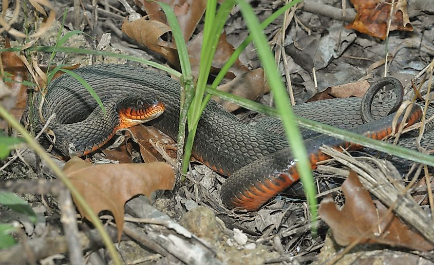 copper-bellied watersnake