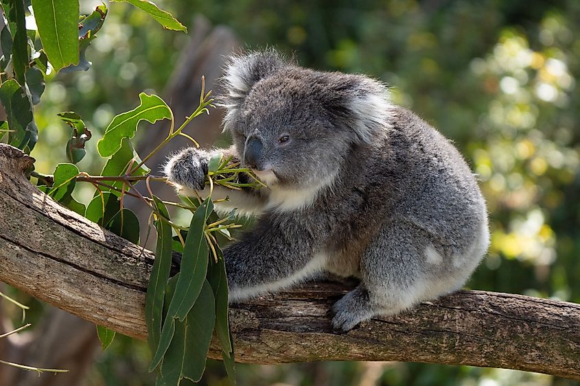 A koala eating eucalyptus leaves.