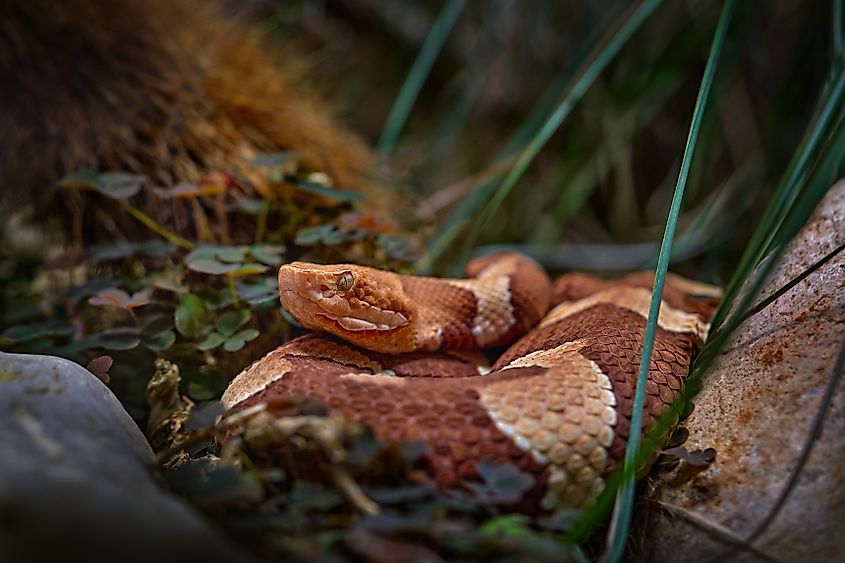 Eastern copperhead in Trans-Pecos region of Texas.