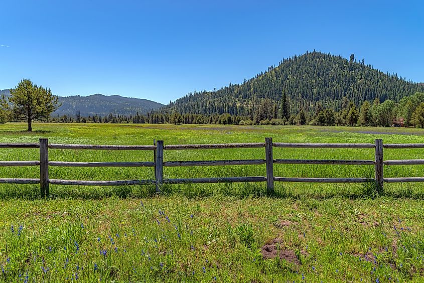 Flower Field In Garden Valley, Idaho. Image Credit Peter Milota Jr via shutterstock.