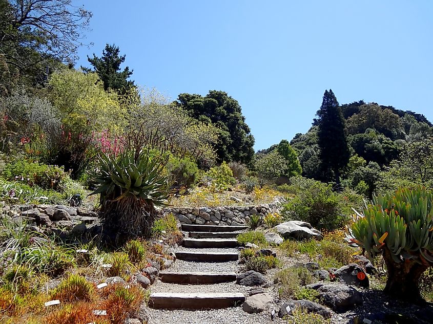 University of California Botanical Garden in Berkeley, California