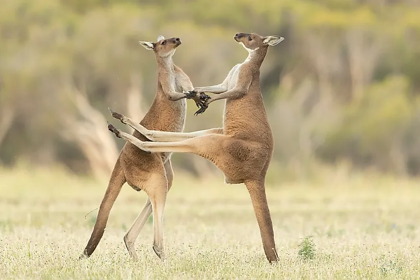 Kangaroos balancing on their tails while fighting.