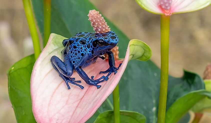 Blue poison-dart frog resting on a pink flower