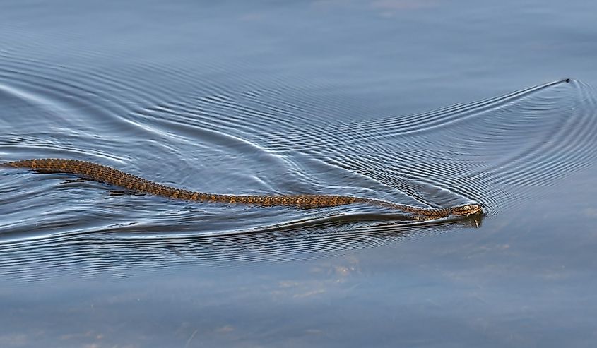 A northern water snake swimming in a lake as a water bug swims away.