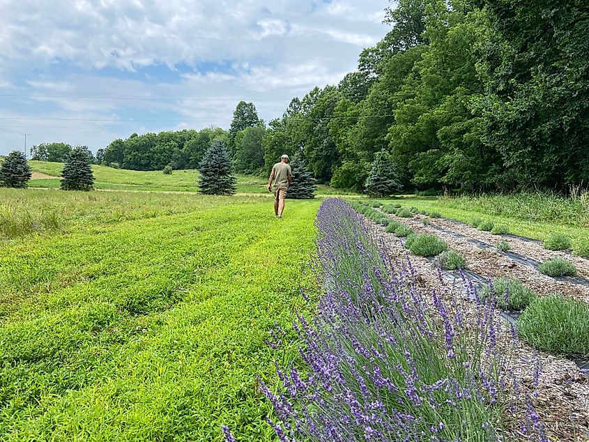 A man walks past rows of blossoming lavender bushes on a lavender farm in Stroudsburg, Pennsylvania in the summer.